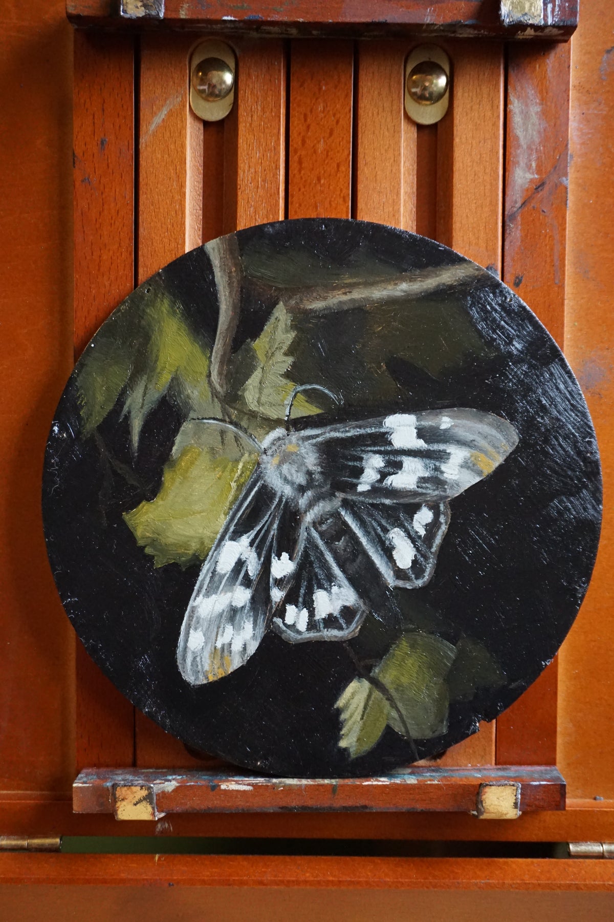 Moth