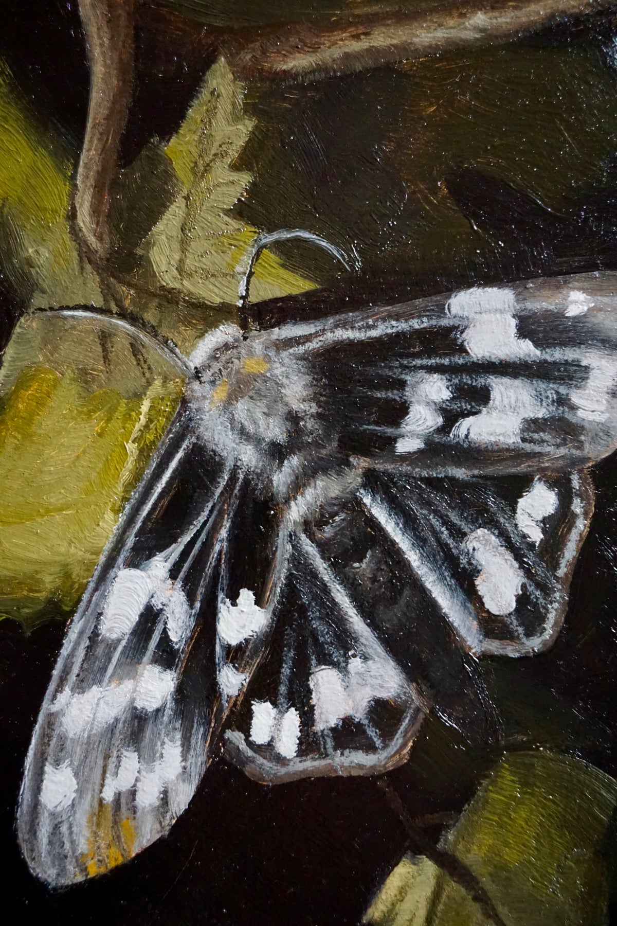 Moth