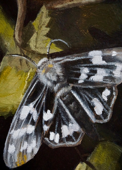 Moth - print